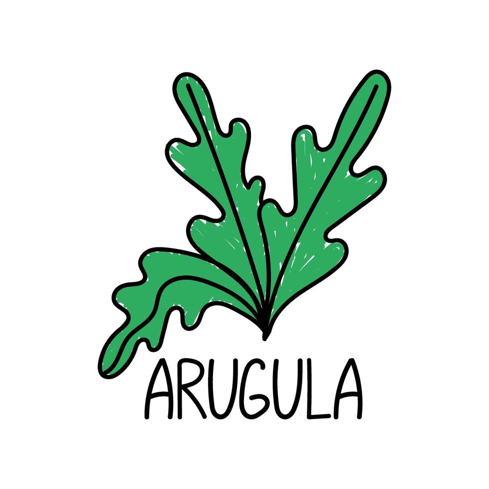 rucola, getekende element in doodle stijl. logo en embleem verpakking ontwerpsjabloon - kruiden en specerijen - rucola. logo in een modieuze lineaire stijl. vector