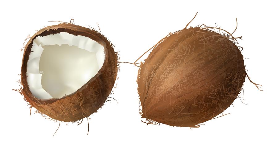 Gehele en halve gebroken kokosnoot vector