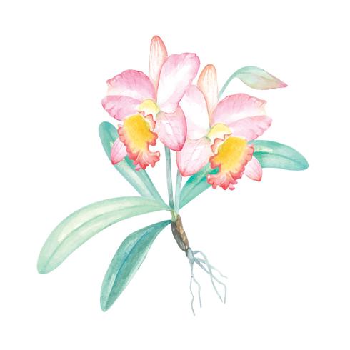 Aquarel orchidee schilderij 1 vector