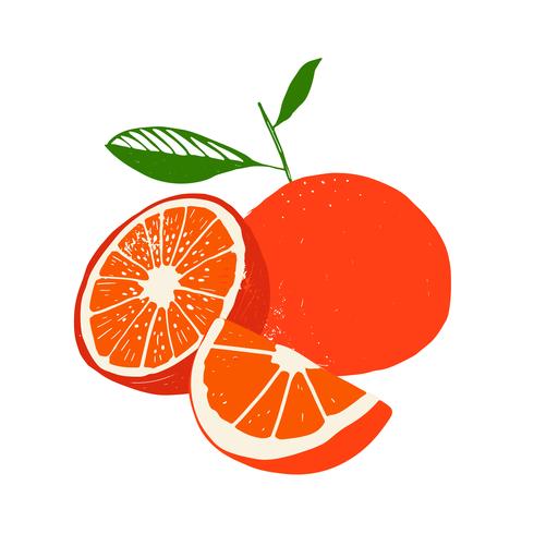 Verse citroen fruit, verzameling van vectorillustraties vector