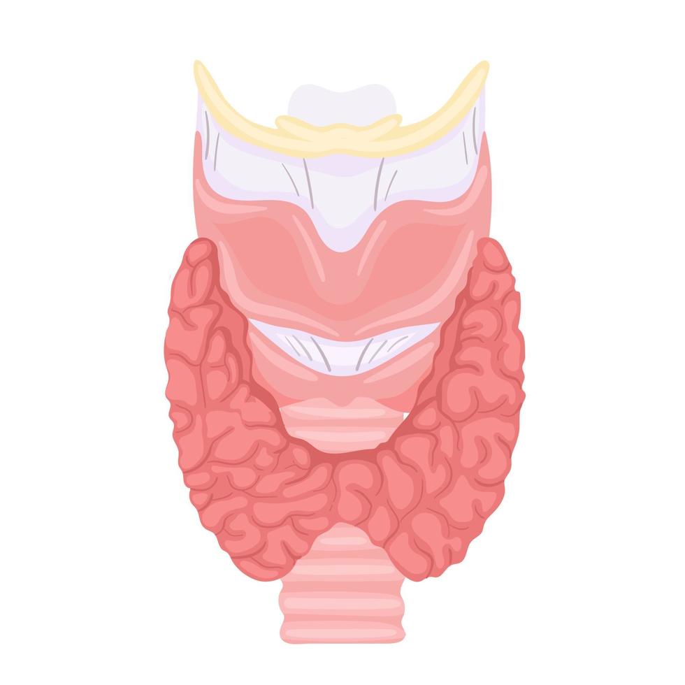 anatomie van de schildklier en de luchtpijp. menselijk lichaam organen anatomie pictogram. medisch begrip. vector