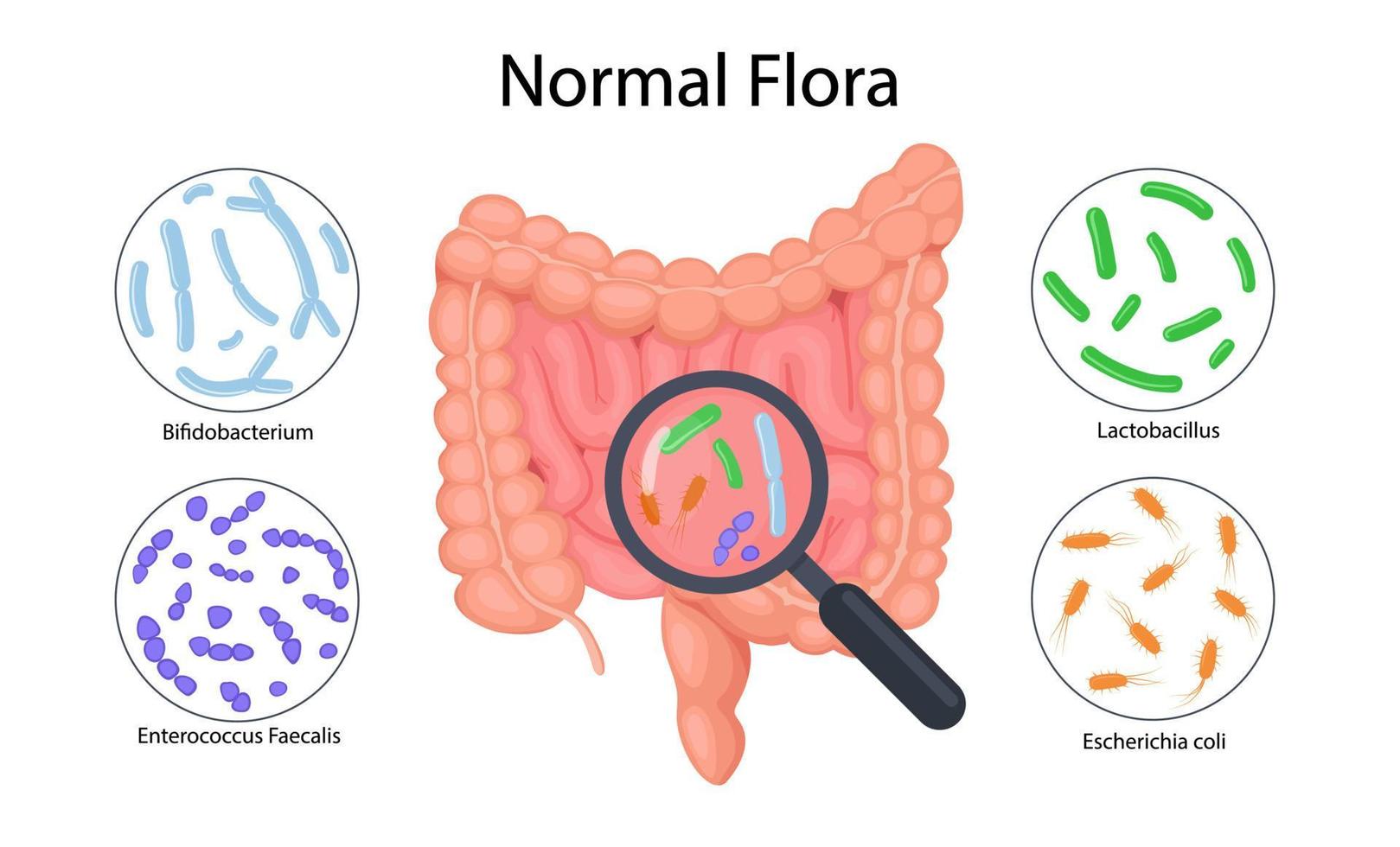 darmanatomie, intestinale microflora-infographics. vector