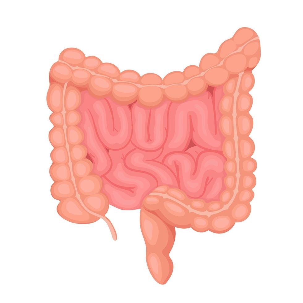 anatomie van de dunne en dikke darm. intern menselijk orgaan, spijsverteringskanaal. vectorillustratie geïsoleerd op een witte achtergrond. vector