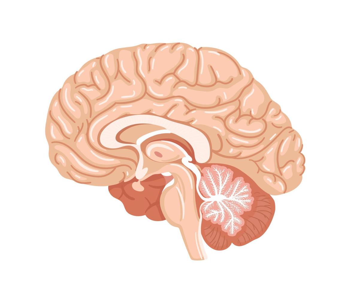 menselijk brein, anatomische illustratie in cartoonstijl vector