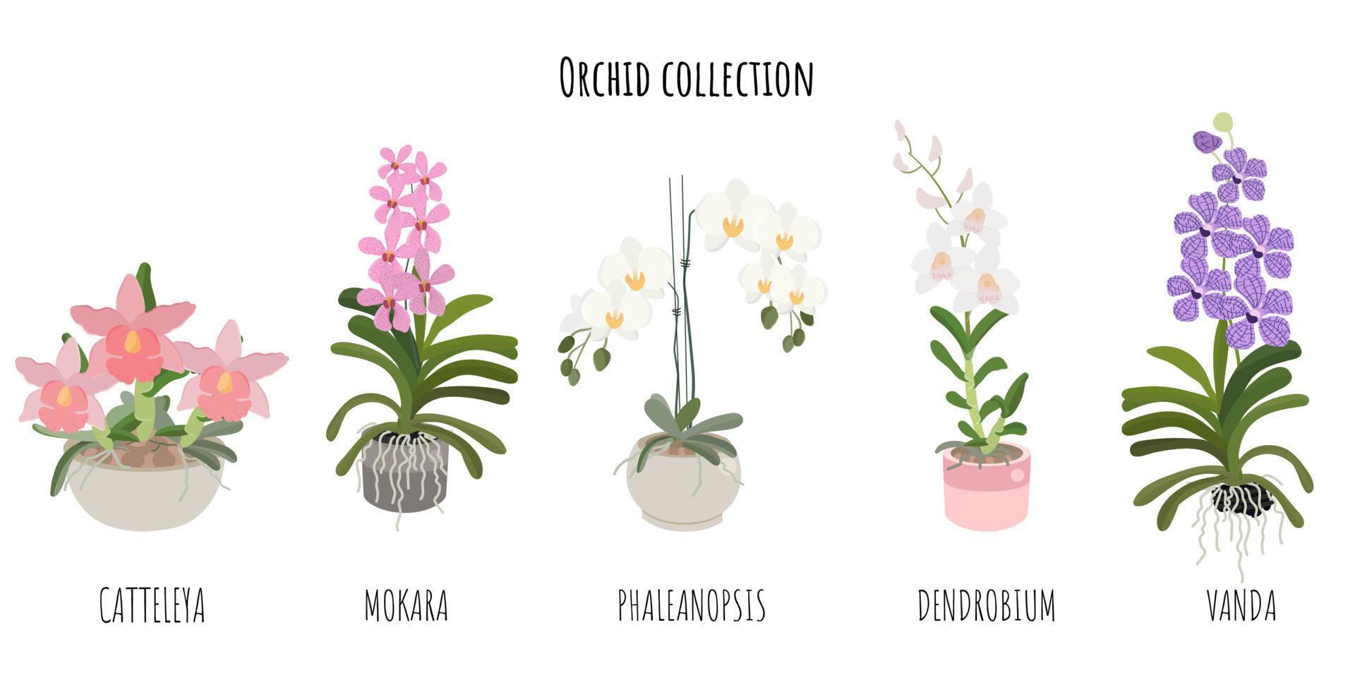 mooie vlakke stijl orchidee bloem collectie op witte achtergrond geïsoleerde catteleya, mokara, phalaenopsis, dendrobium en vanda vector