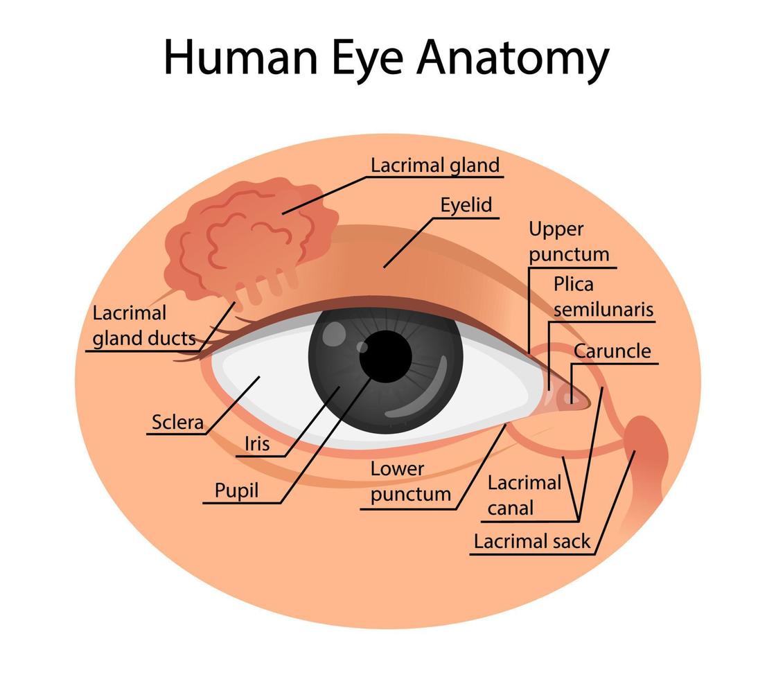 anatomie van een gezond oog. cartoon stijl vector