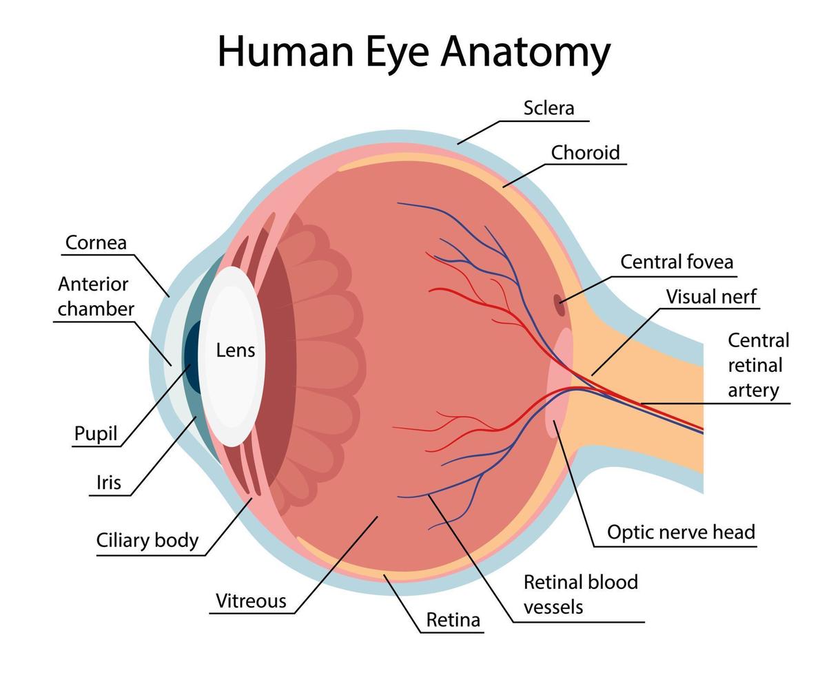 anatomie van een gezond oog. cartoon stijl vector