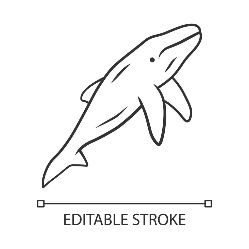 walvis lineaire pictogram. zeezoogdier. oceaan roofdier. waterdieren, natuur in het wild. zoölogie en oceanografie. dunne lijn illustratie. contour symbool. vector geïsoleerde overzichtstekening. bewerkbare streek