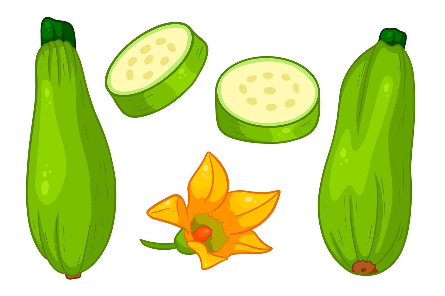 courgette set. vers gesneden courgette en bloem. vector