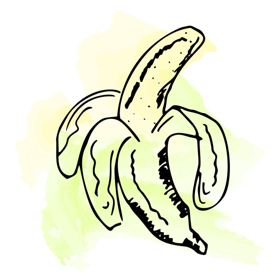 imitatie van aquarelverf. heldere en sappige banaanillustratie, op een witte achtergrond. eps 10 vector