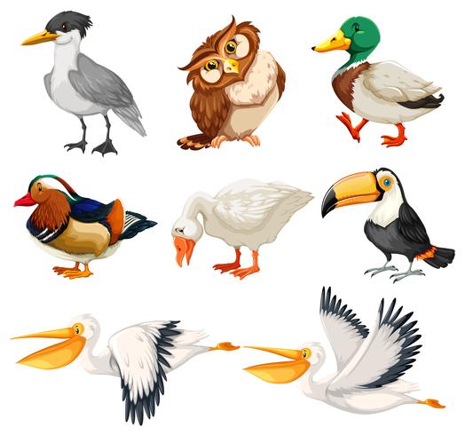 Set van vogel karakter vector
