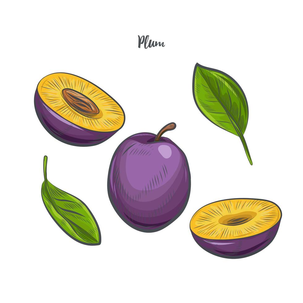 pruim fruit schets vectorillustratie. vector