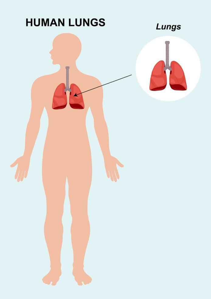 menselijke longorgaan anatomie. vectorillustratie van menselijke orgellongen die op witte achtergrond worden geïsoleerd vector