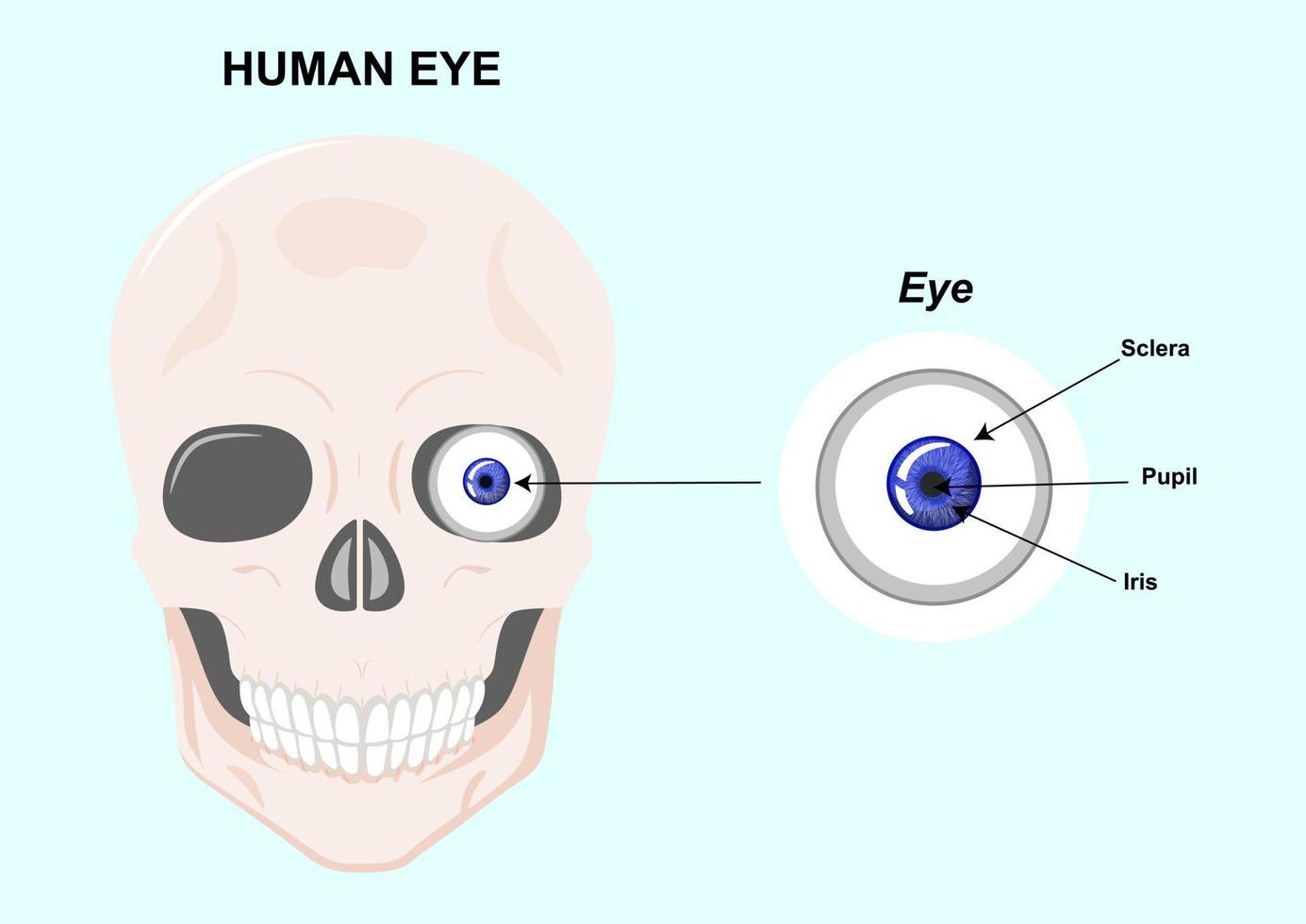 componenten van het menselijk oog. vectorillustratie van de anatomie van het menselijk oog vector