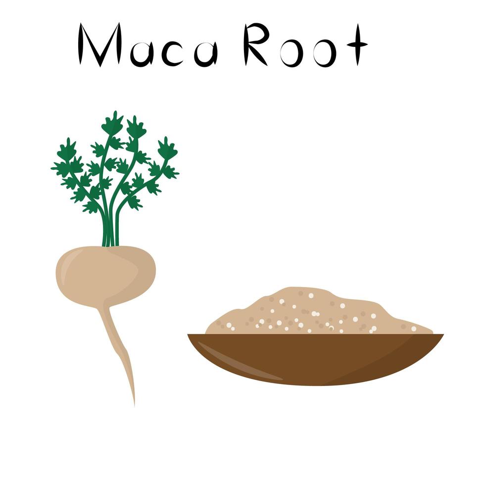 maca wortel. gezond detox natuurproduct. organik voedingssupplement groente. superfood, wortel voor homeopathie. cartoon vectorillustratie vector