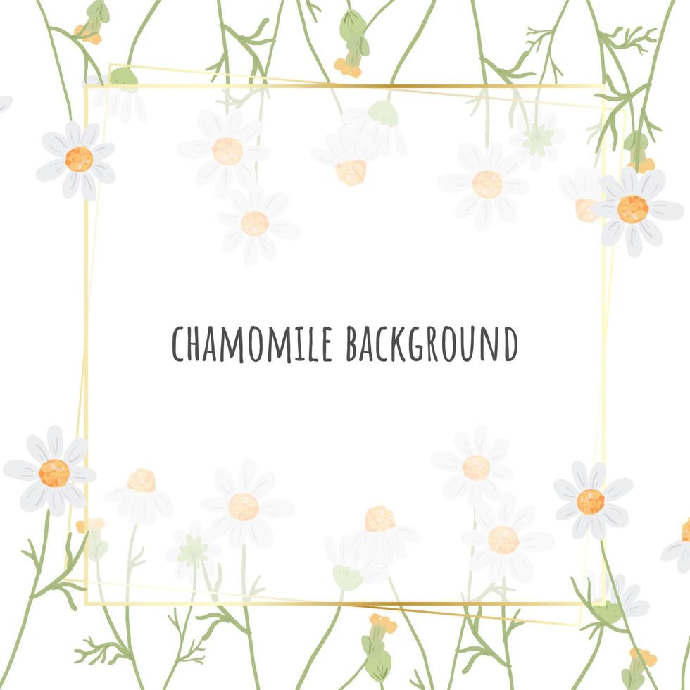 mooie minimale witte kamille bloem vierkante gouden frame achtergrond voor logo of banner vector