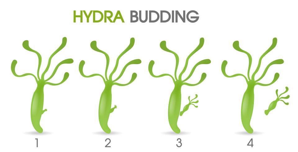 Wetenschap van Hydra Budding. vector
