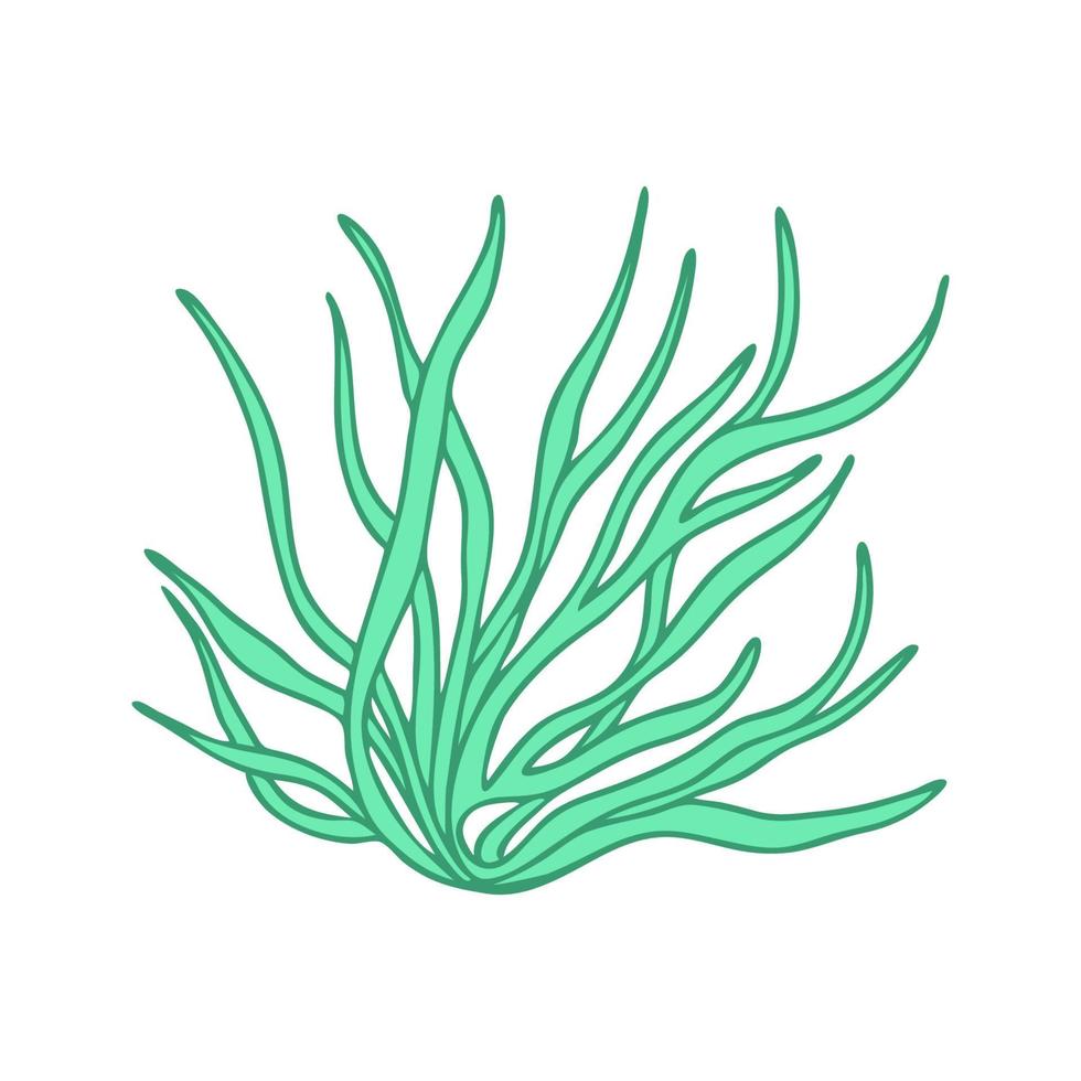 zeewier op een witte achtergrond. natuur doodle. geïsoleerde vectorillustratie met groene bladeren. bladeren zijn een apart element. vector