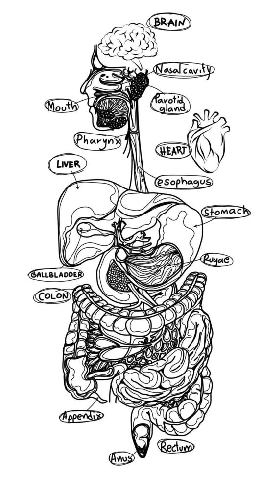 menselijke organen platte schets zwart-wit vector