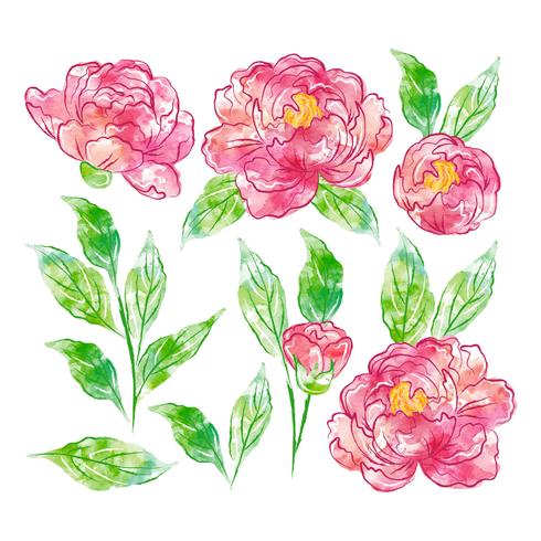 Aquarel Hand getrokken Floral elementen vector