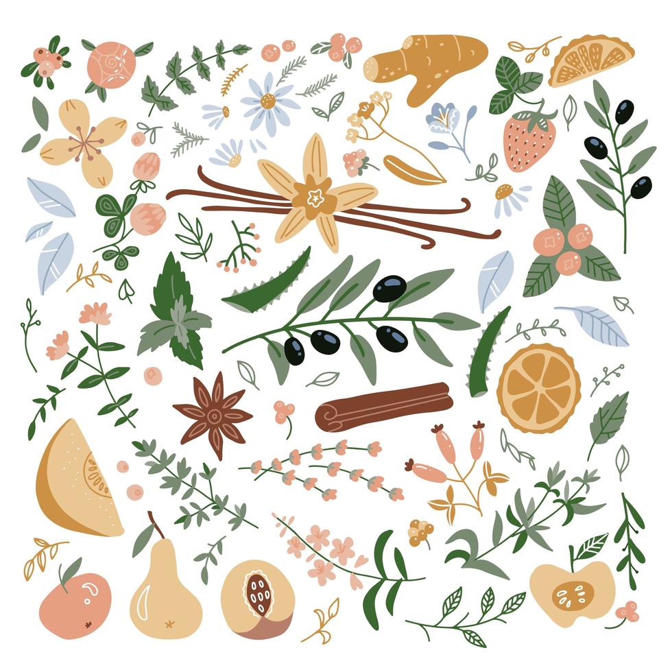 geneeskrachtige kruiden en hun bloemen, planten iconen collectie, platte illustraties geïsoleerd op een witte achtergrond. kamille, lavendel, gember, aloë vera, wilgenroosje en verschillende soorten fruit - botanische tekeningen. vector