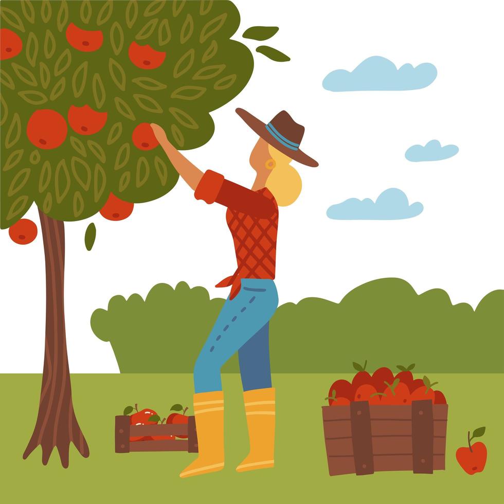 meisje verzamelen herfst oogst. vrouw permanent en appels plukken concept. vrouwelijke tuinman, boer stripfiguur. herfst fruit gewas, produceren. platte vectorillustratie vector