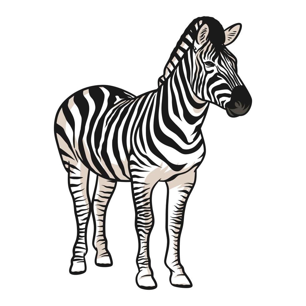 zebra vectorillustratie met arcering vector