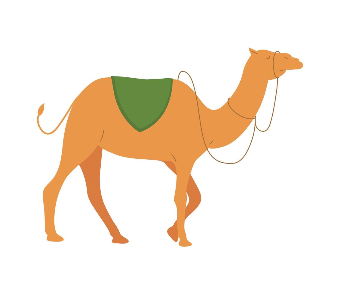 kribbe wilde kameel wandelen vector