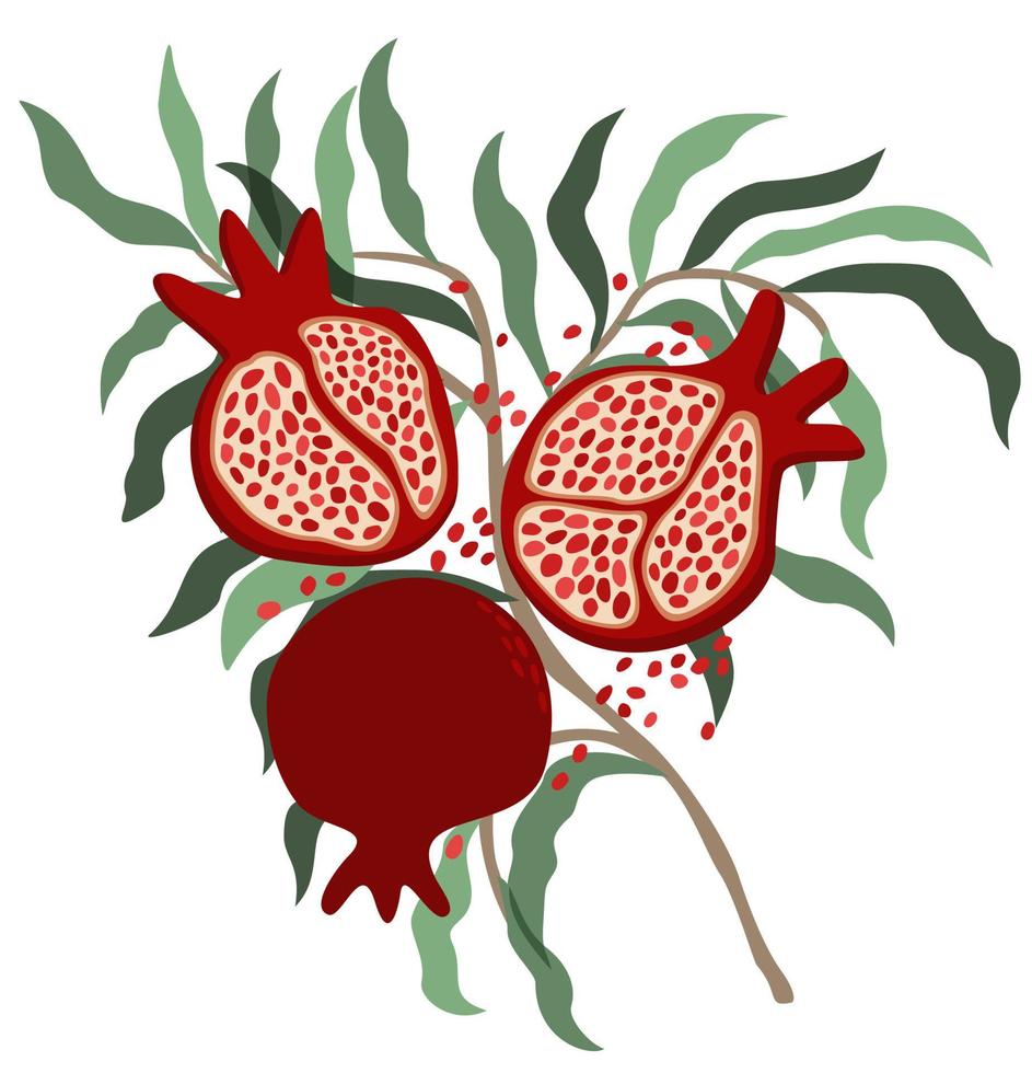 vector geïsoleerde illustratie van granaatappel.