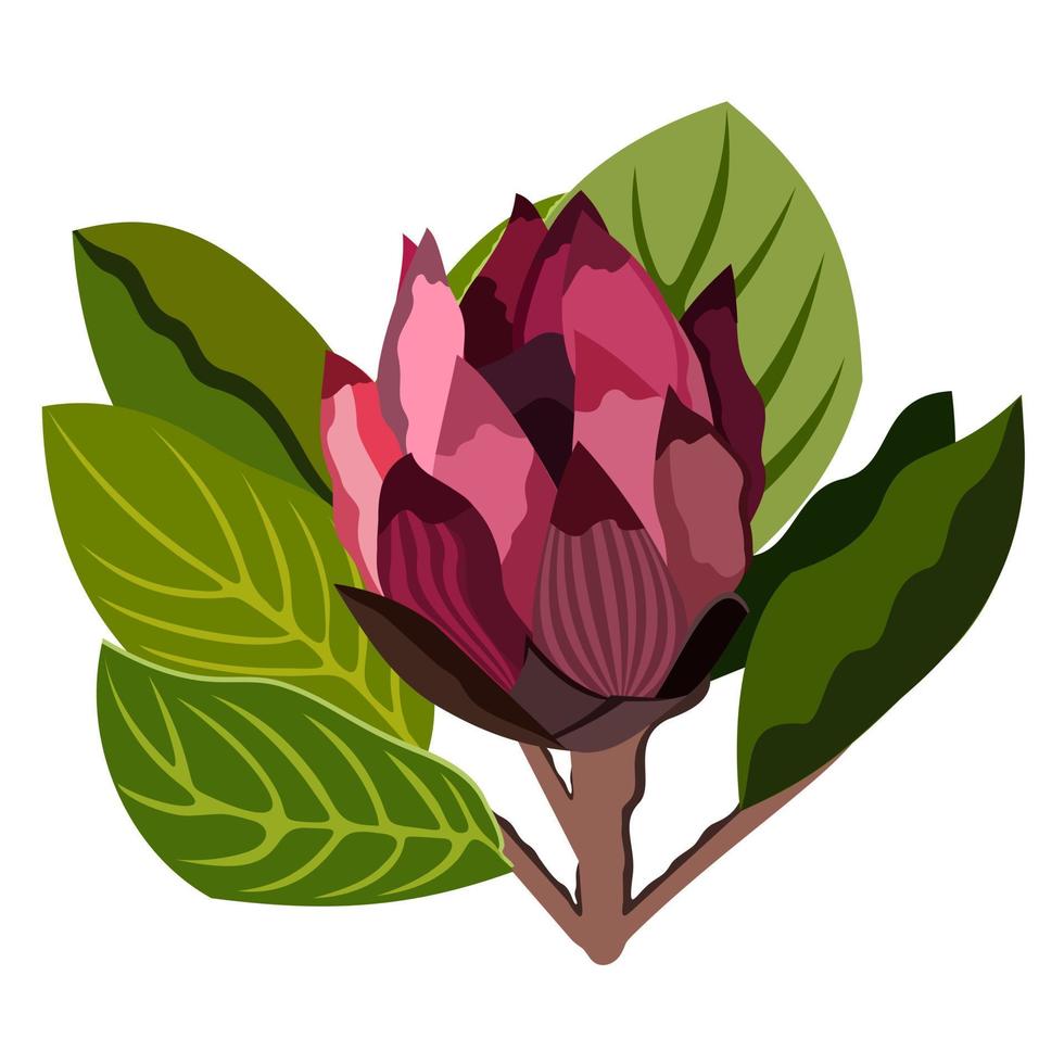 protea bloem. vector geïsoleerde illustratie.