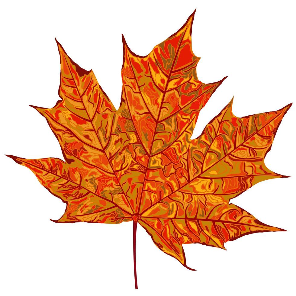 vector geïsoleerde illustratie van herfst oranje esdoornblad.