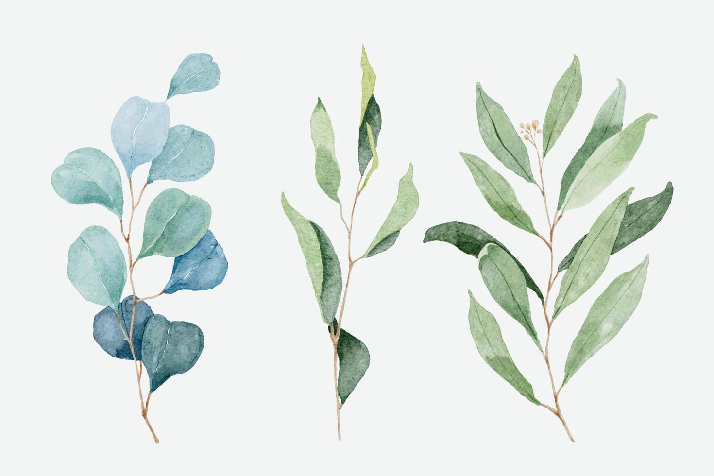 aquarel eucalyptus en gebladerte tak vector