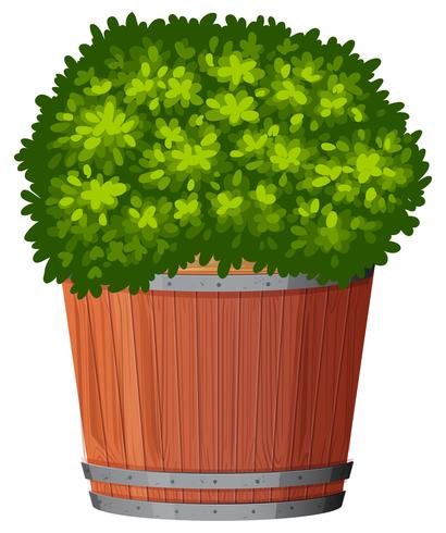 Een groene plant in pot vector