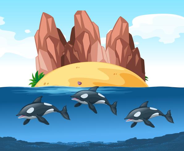 Drie dolfijnen zwemmen onder water vector