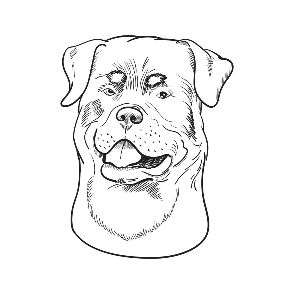 rottweiler gezicht geïsoleerd op een witte achtergrond. vector