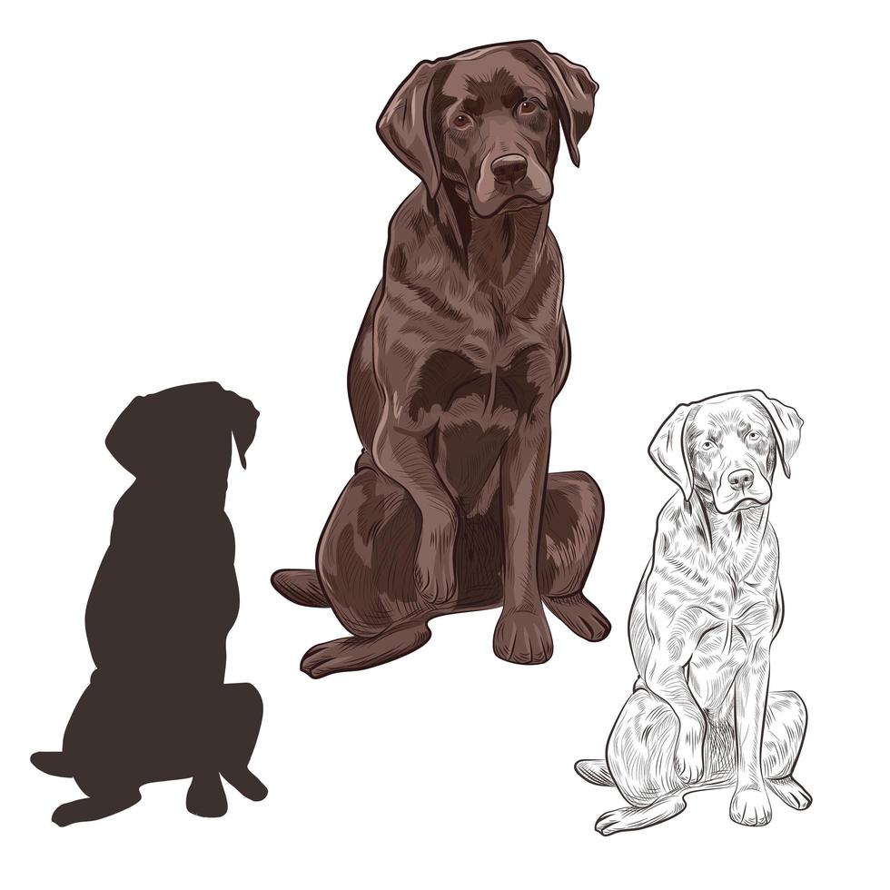 bruine labrador hond vergadering geïsoleerd op een witte achtergrond. vector