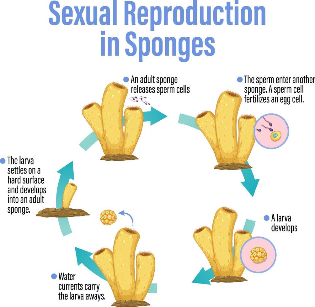 diagram met reproductie in sponzen vector