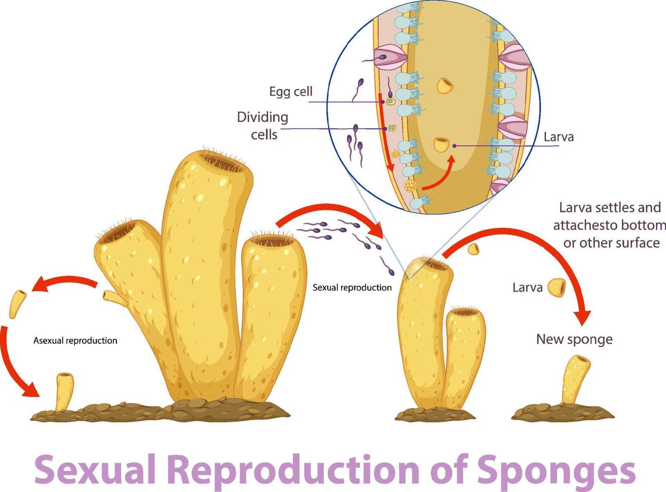 diagram met reproductie in sponzen vector