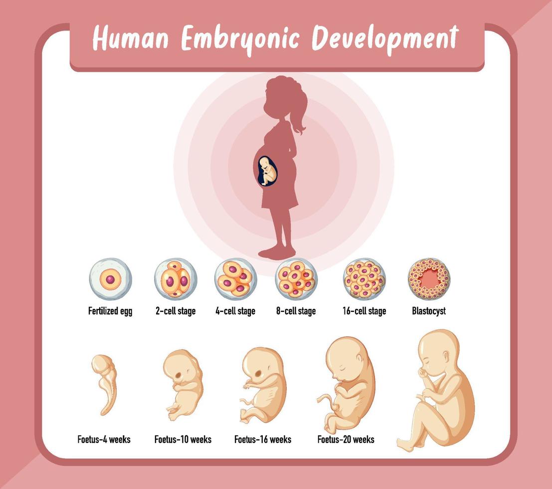 menselijke embryonale ontwikkeling in menselijke infographic vector