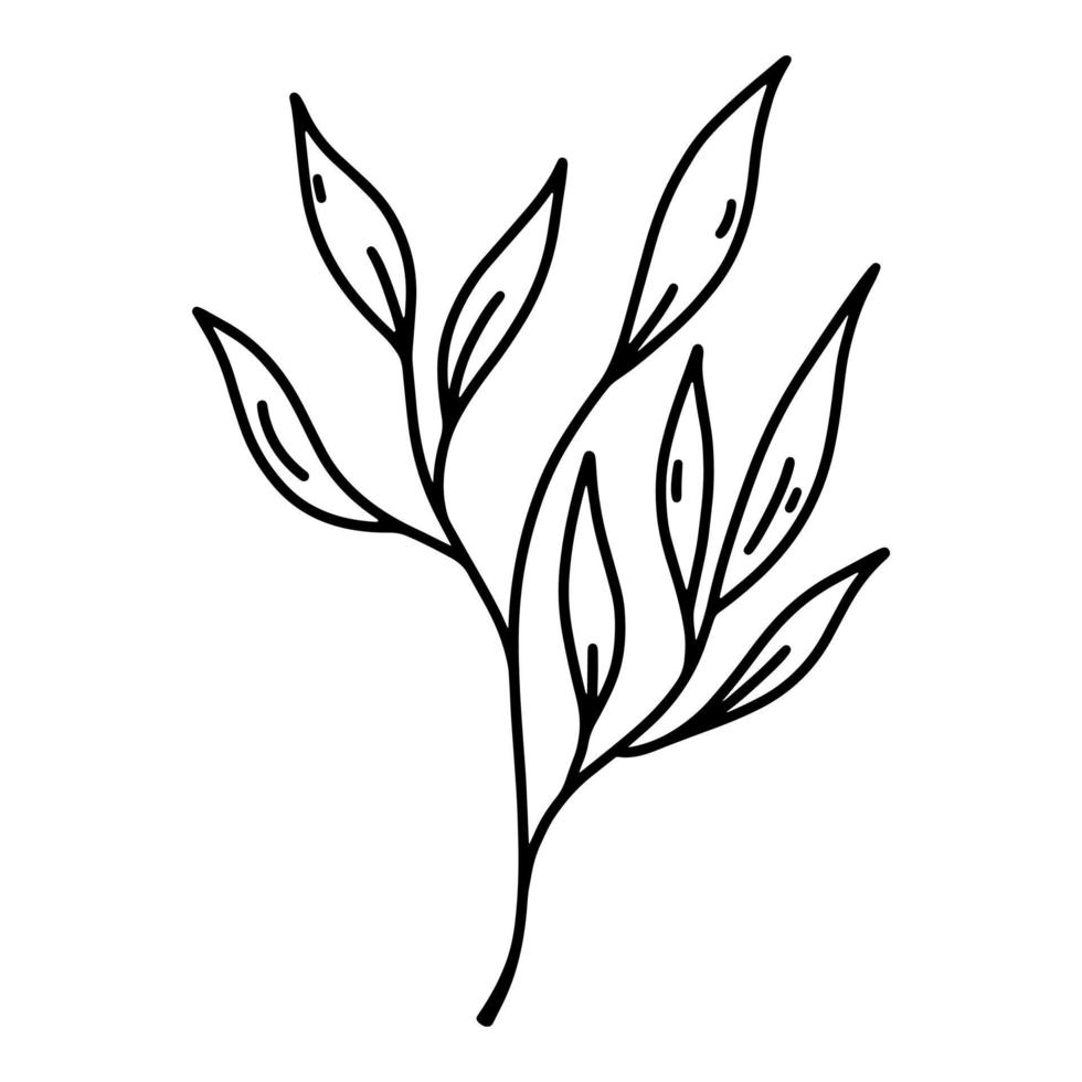 lauriertak vector pictogram. hand getekende illustratie geïsoleerd op een witte achtergrond. mediterrane plant met geurend blad. botanische schets, overzicht. symbool van vrede, overwinning, succes