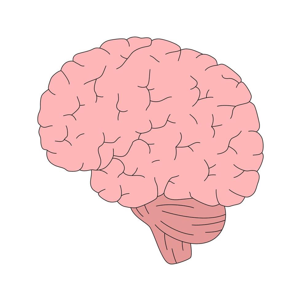 geïsoleerde vectorillustratie van hersenen in cartoon-stijl. menselijke anatomie. symbool van geest, intellect of denken vector