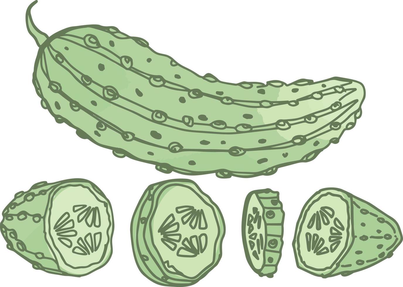 groene verse komkommer lekker plantaardig eten vector