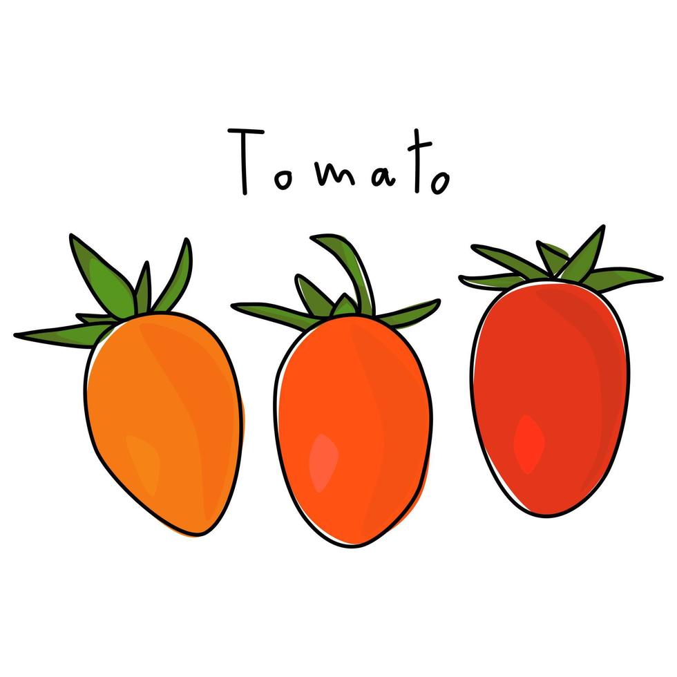 tomaten op een witte achtergrond. hand getekende plantaardige vector. boek illustratie. plantaardige vector voor decoratie. tekenfilm groenten. inpakpapier patroon.