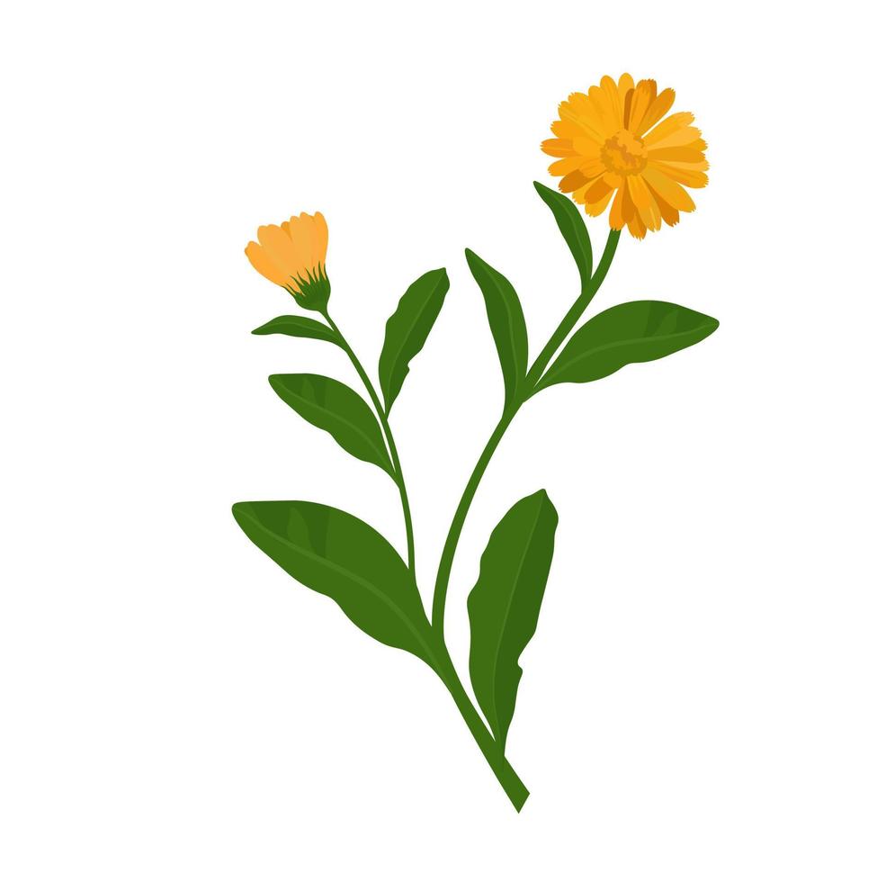 calendula vector stock illustratie. gele goudsbloem bloemknoppen op een groene stengel. apotheek medicinale plant voor thee. het gewicht van de tekening is geïsoleerd op een witte achtergrond.