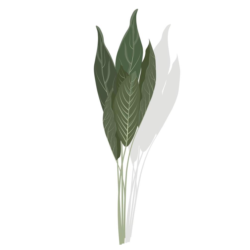 salie close-up vector stock illustratie. een bos geneeskrachtige kruiden. de plant met groene fluwelen bladeren wordt gebruikt bij het koken. geïsoleerd op een witte achtergrond.