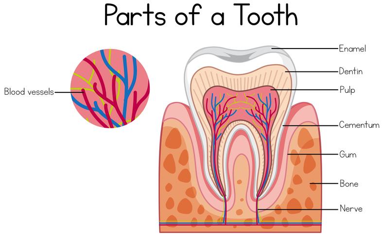 Delen van een tanddiagram vector