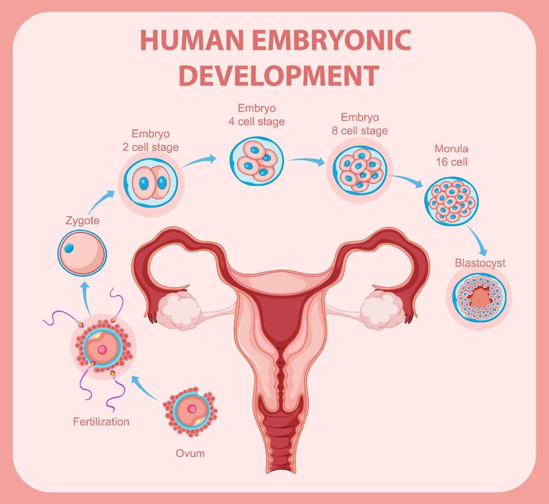 menselijke embryonale ontwikkeling in menselijke infographic vector