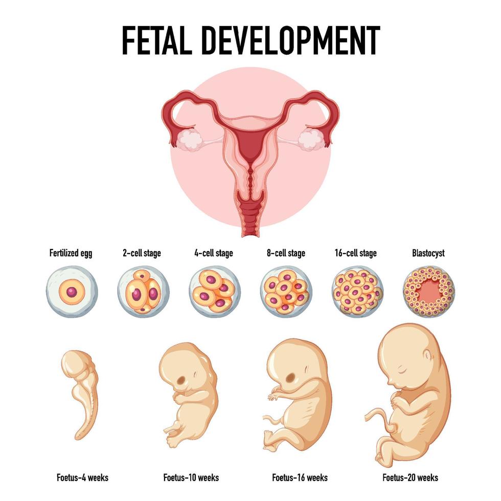 menselijke embryonale ontwikkeling in menselijke infographic vector