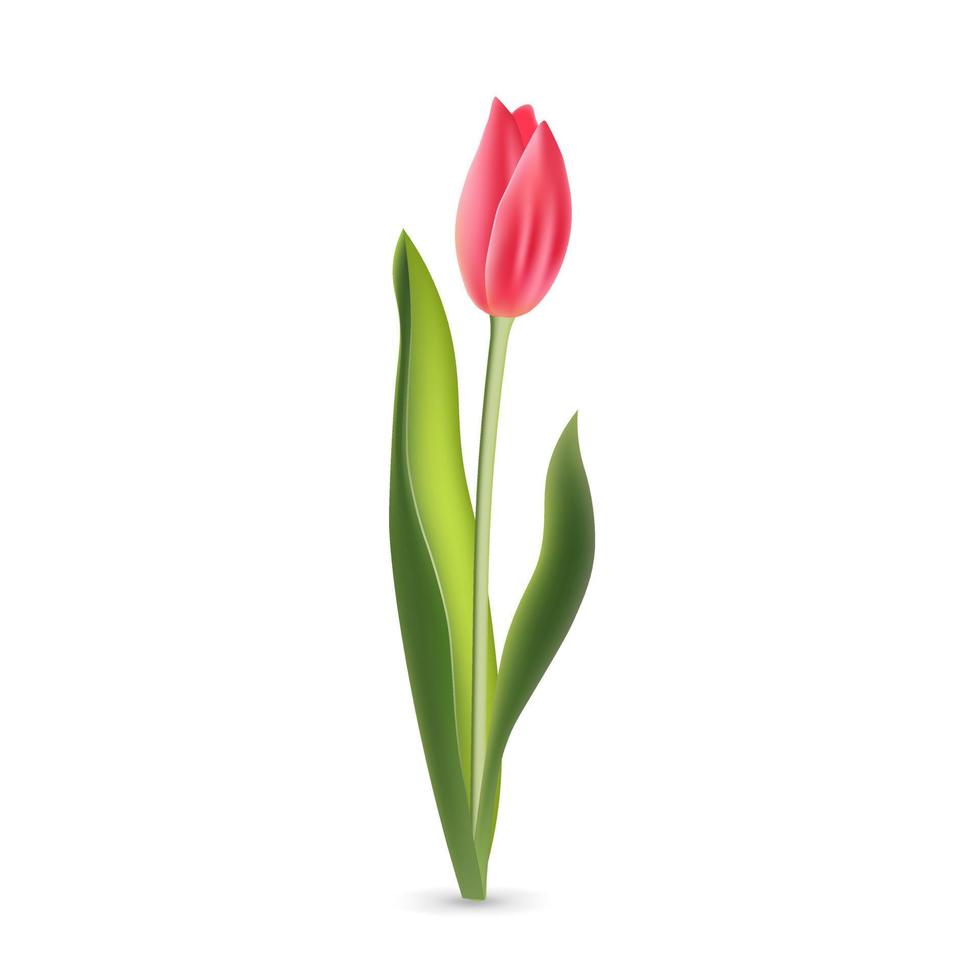 realistische roze rode tulp met groene bladeren geïsoleerd op een witte achtergrond vector