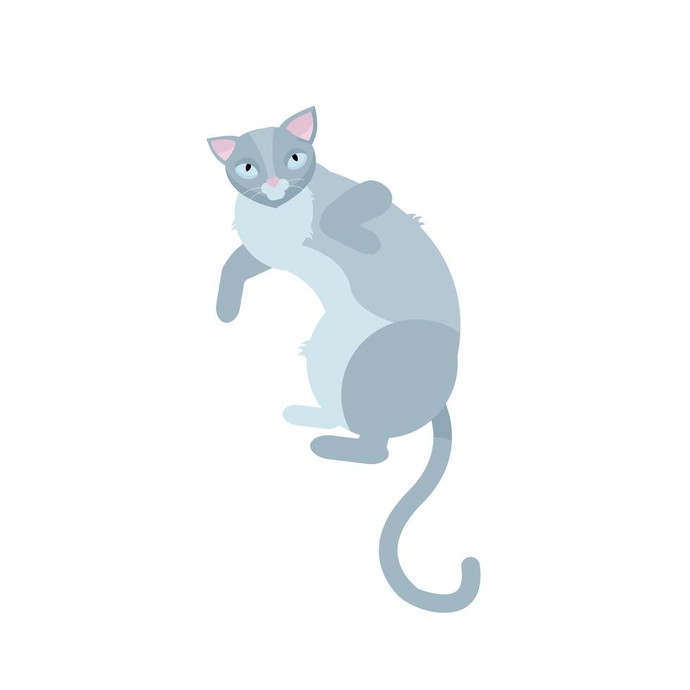 enkele grijze katten liggend op een witte achtergrondkleur. best leuk spelen katachtige zittende zoogdier binnenlandse kat. platte cartoon vectorillustratie. vector